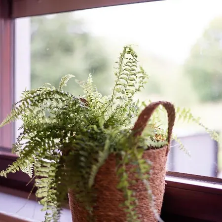 Paprotkowy Zakatek *