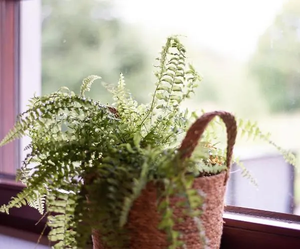 Paprotkowy Zakatek *